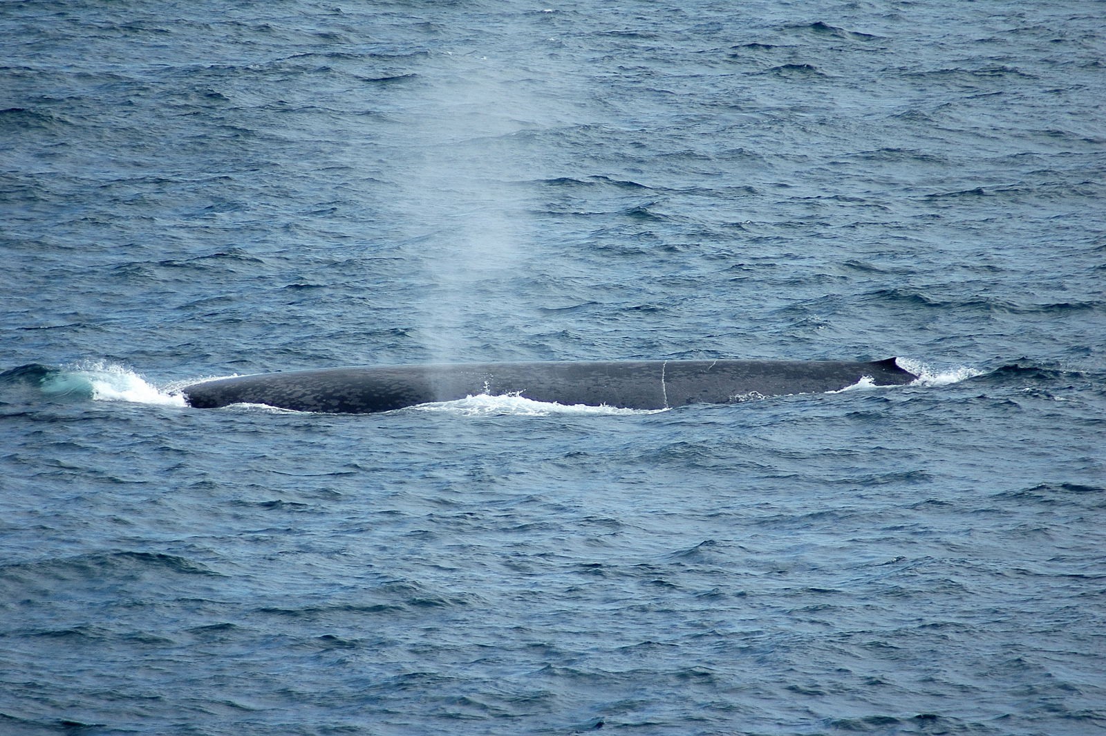 Blue Whale Pictures