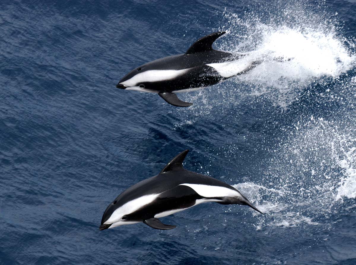 Hourglass dolphin | Antarctic Guide