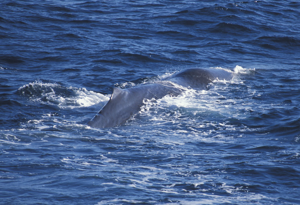 sperm-whale-1.jpg