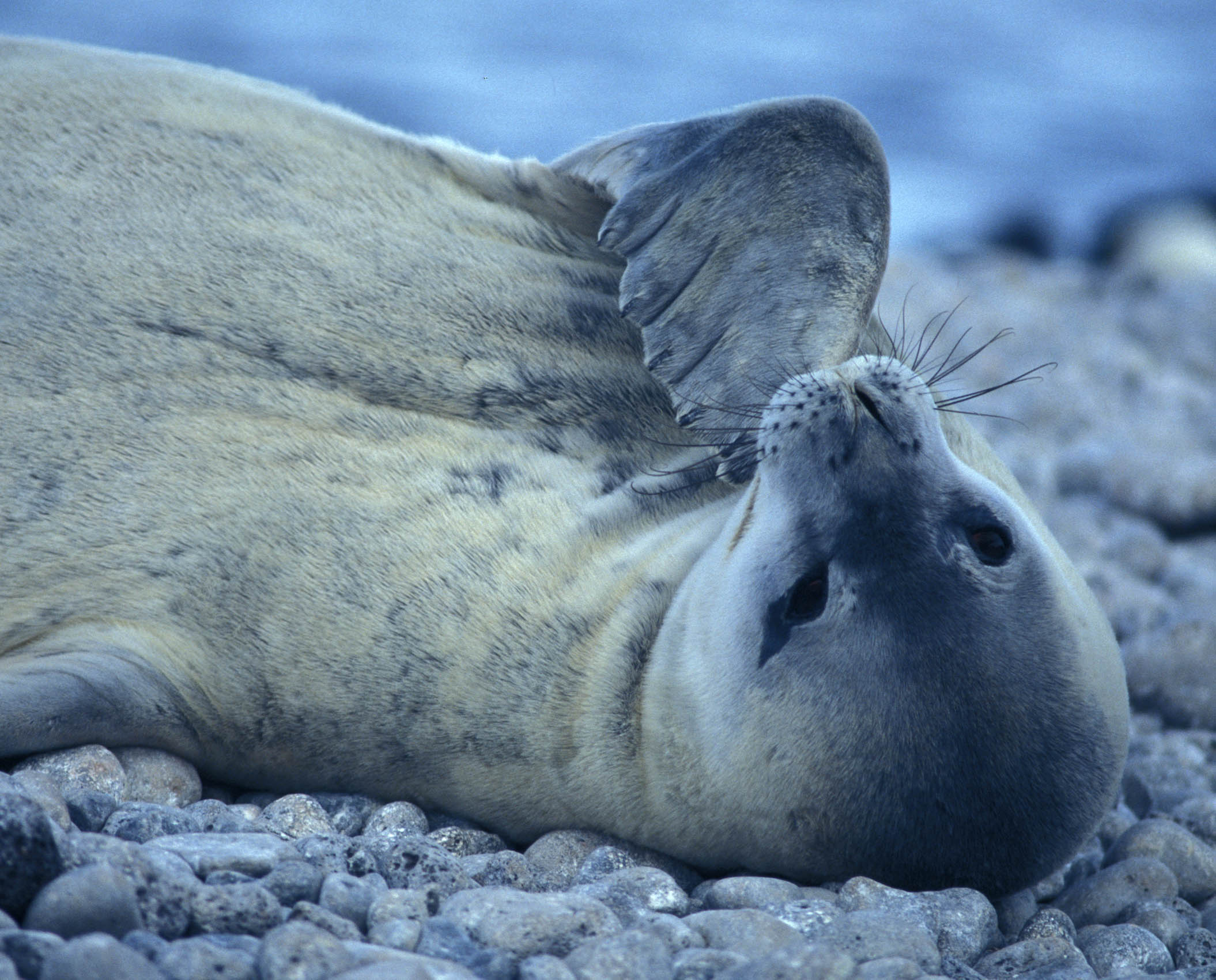 weddell seal